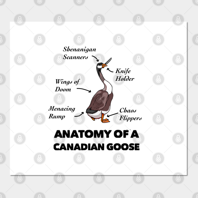 Anatomy Of A Canadian Goose Anatomy Of A Goose Posters And Art Prints Teepublic 